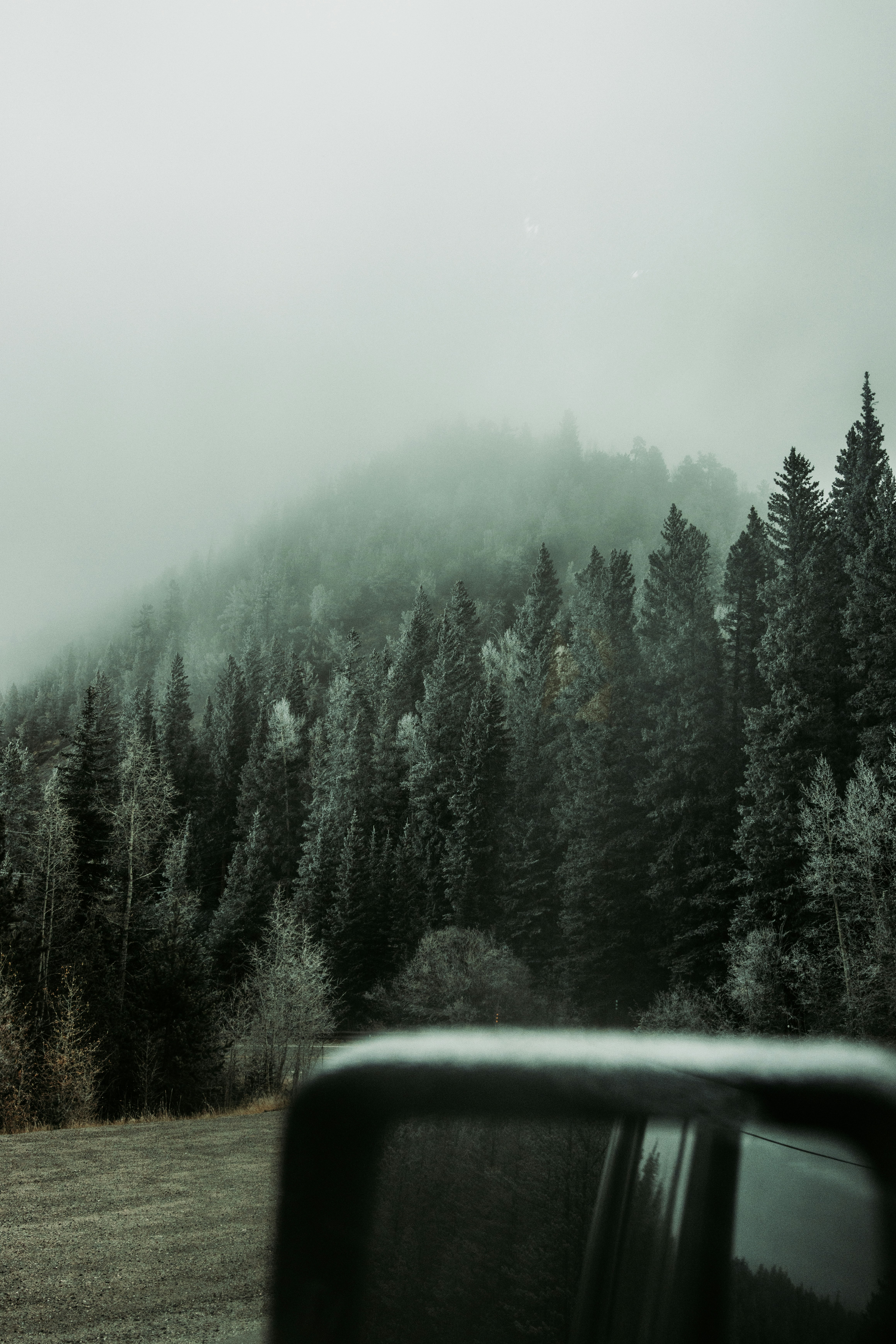 green pine trees covered with fog